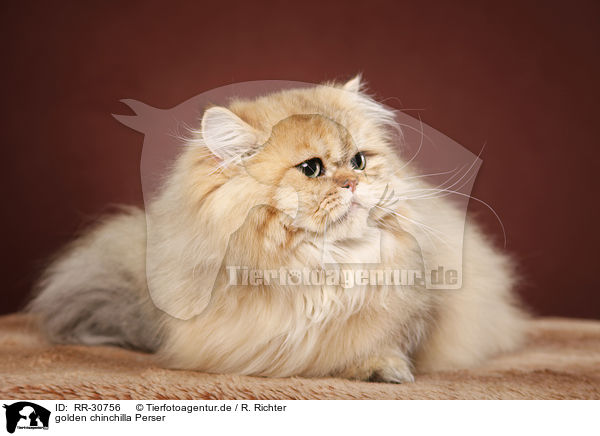 golden chinchilla Perser / persian cat / RR-30756