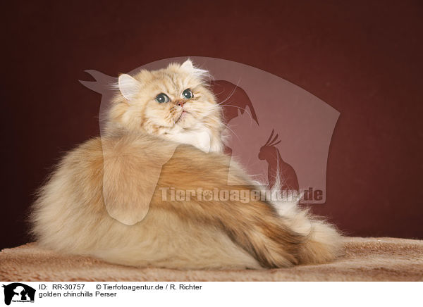 golden chinchilla Perser / persian cat / RR-30757