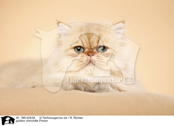 golden chinchilla Perser / persian cat / RR-30838