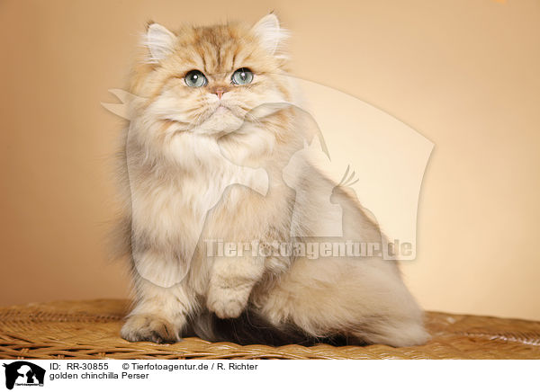 golden chinchilla Perser / persian cat / RR-30855