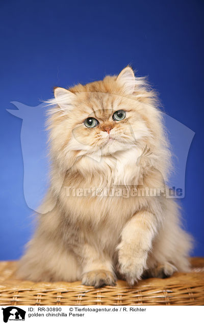 golden chinchilla Perser / persian cat / RR-30890