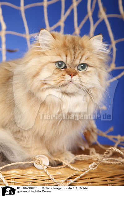 golden chinchilla Perser / persian cat / RR-30903