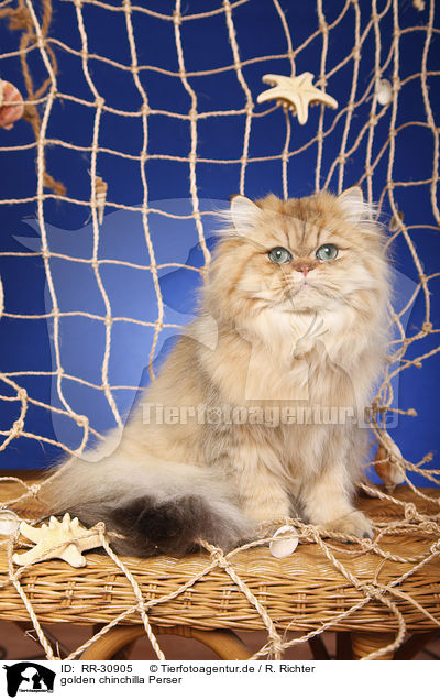 golden chinchilla Perser / persian cat / RR-30905