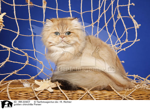 golden chinchilla Perser / persian cat / RR-30907