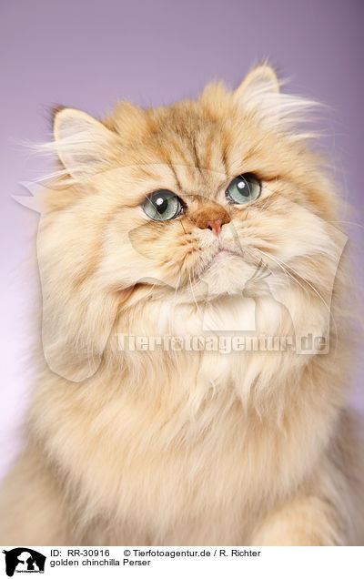 golden chinchilla Perser / persian cat / RR-30916