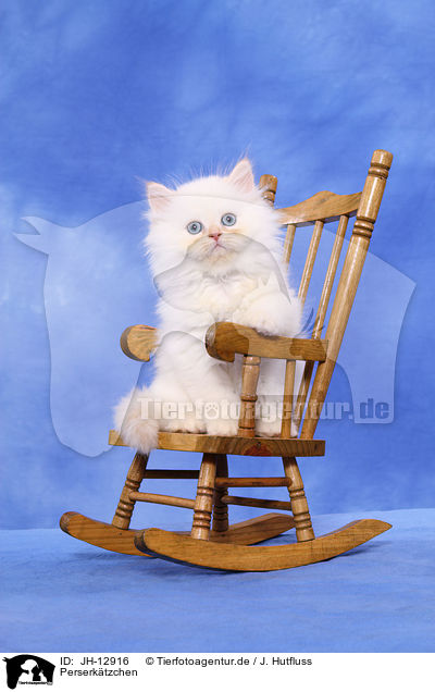 Perserktzchen / Persian kitten / JH-12916
