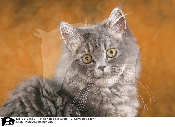 junger Perserkater im Portrait / young Persian tomcat portrait / SS-23659