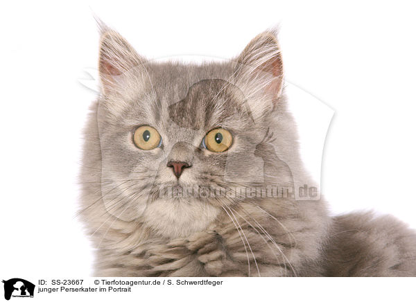 junger Perserkater im Portrait / young Persian tomcat portrait / SS-23667