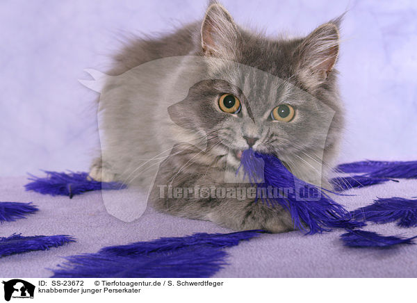 knabbernder junger Perserkater / nibbling young Persian tomcat / SS-23672