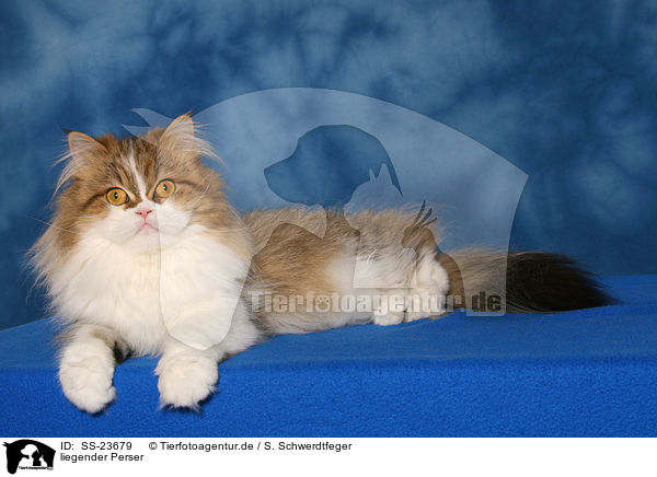liegender Perser / lying Persian cat / SS-23679