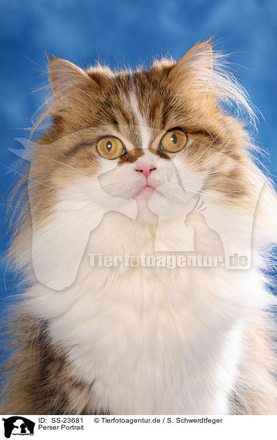 Perser Portrait / Persian cat portrait / SS-23681