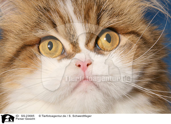 Perser Gesicht / Persian cat face / SS-23685