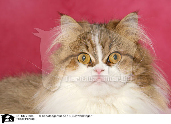 Perser Portrait / Persian cat portrait / SS-23693