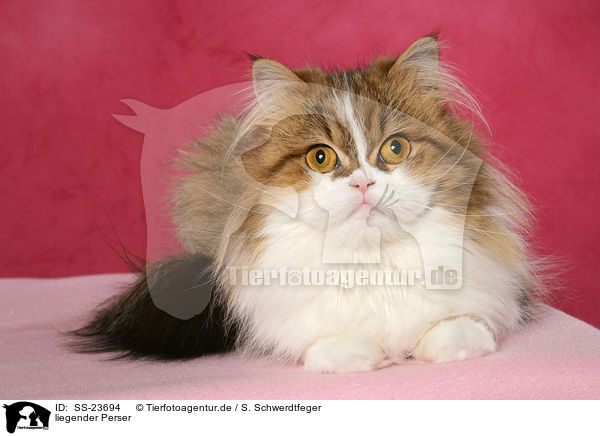 liegender Perser / lying Persian cat / SS-23694
