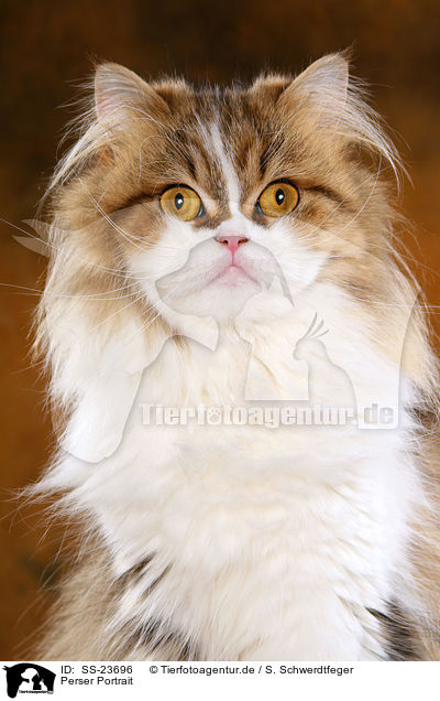 Perser Portrait / Persian cat portrait / SS-23696
