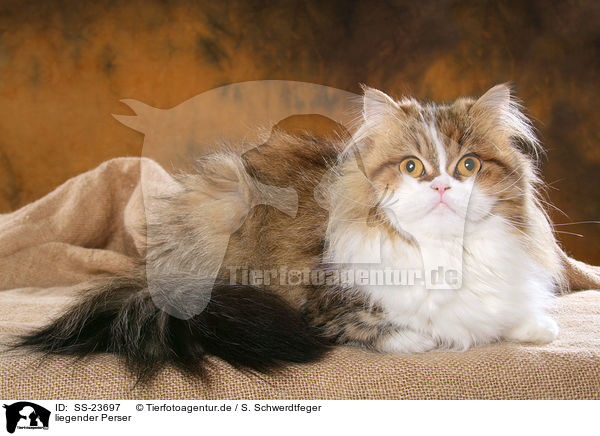 liegender Perser / lying Persian cat / SS-23697