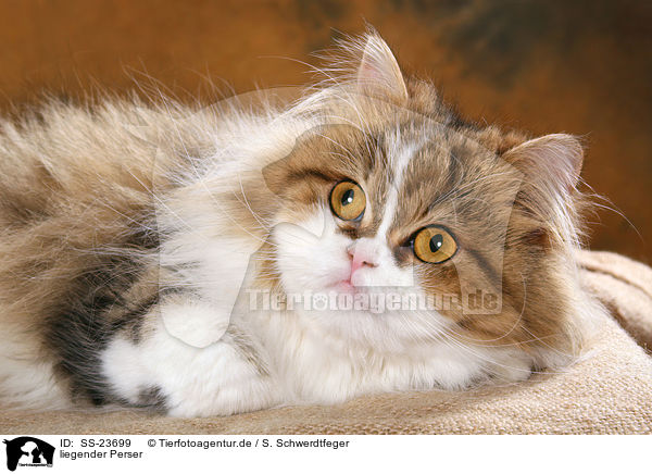 liegender Perser / lying Persian cat / SS-23699