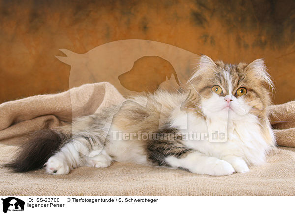 liegender Perser / lying Persian cat / SS-23700