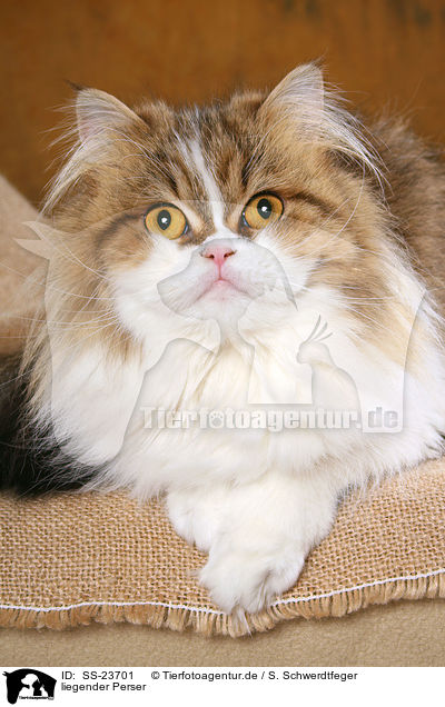 liegender Perser / lying Persian cat / SS-23701