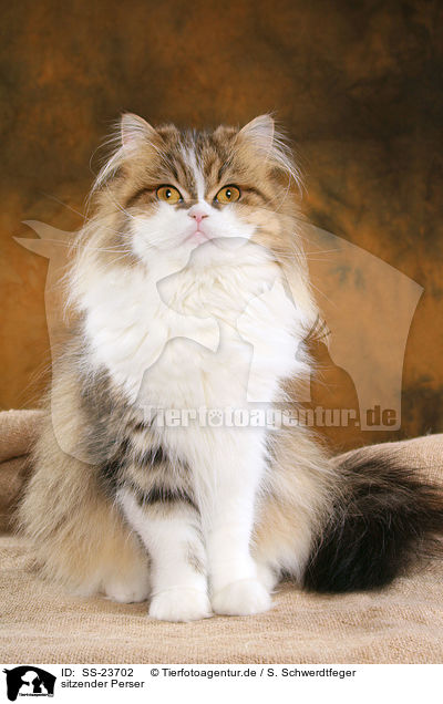 sitzender Perser / sitting Persian cat / SS-23702