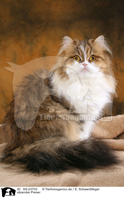 sitzender Perser / sitting Persian cat / SS-23703