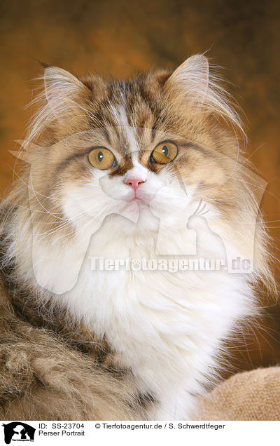 Perser Portrait / Persian cat portrait / SS-23704