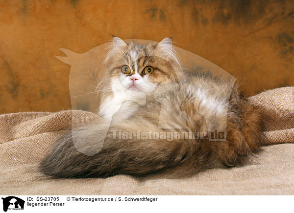 liegender Perser / lying Persian cat / SS-23705