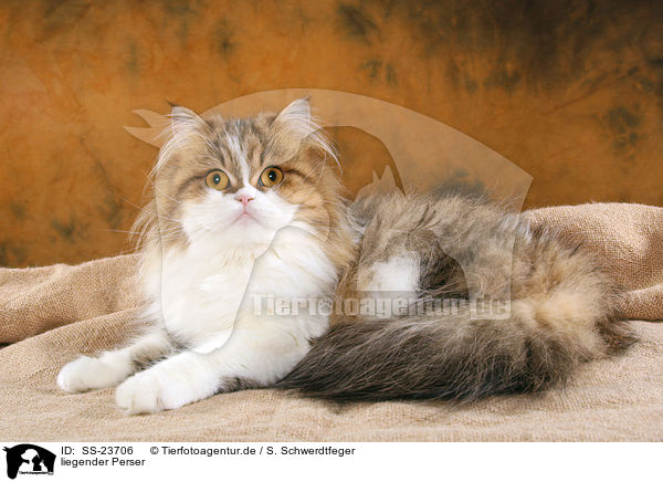 liegender Perser / lying Persian cat / SS-23706