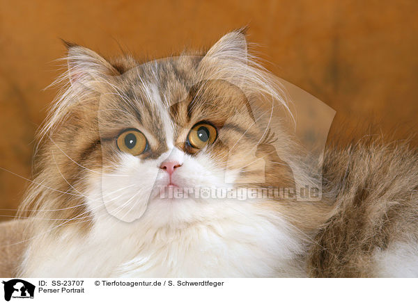 Perser Portrait / Persian cat portrait / SS-23707