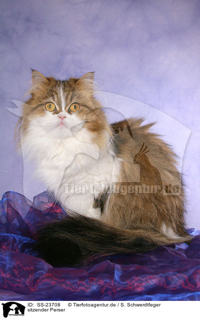 sitzender Perser / sitting Persian cat / SS-23708