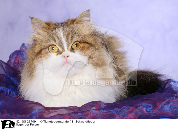 liegender Perser / lying Persian cat / SS-23709