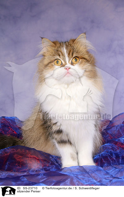 sitzender Perser / sitting Persian cat / SS-23710