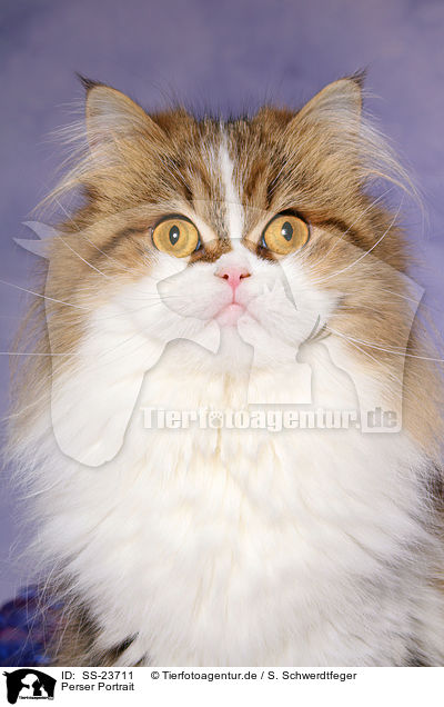 Perser Portrait / Persian cat portrait / SS-23711
