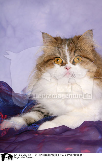 liegender Perser / lying Persian cat / SS-23713