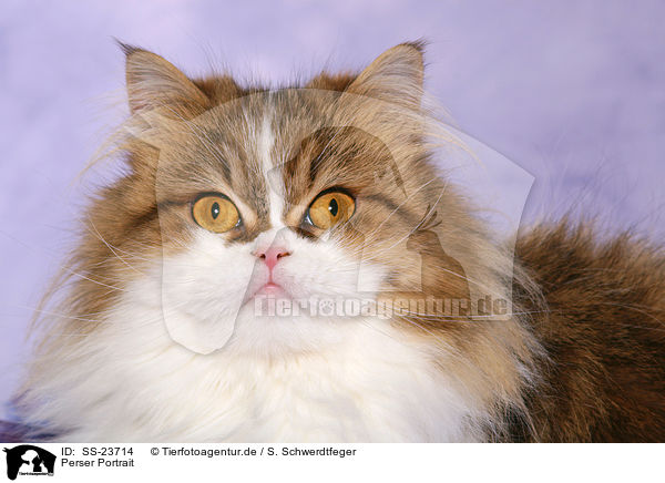 Perser Portrait / Persian cat portrait / SS-23714