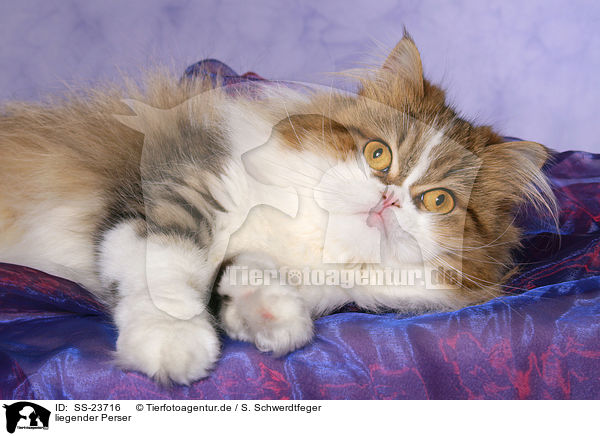 liegender Perser / lying Persian cat / SS-23716