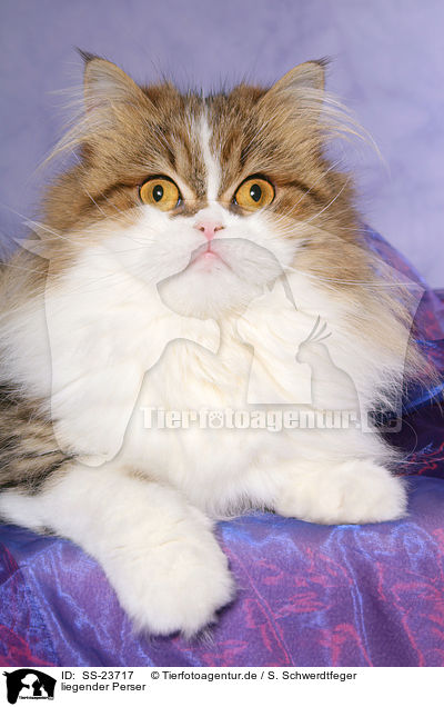 liegender Perser / lying Persian cat / SS-23717