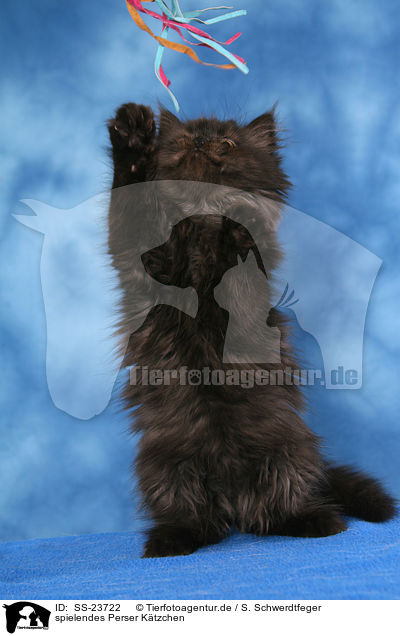 spielendes Perser Ktzchen / playing Persian kitten / SS-23722
