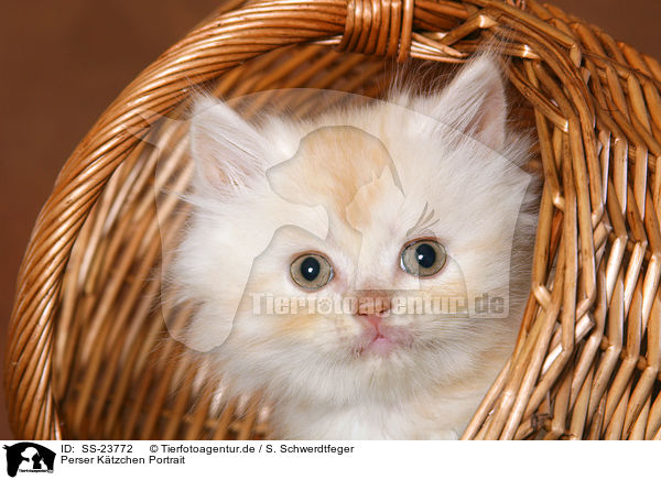 Perser Ktzchen Portrait / Persian kitten Portrait / SS-23772