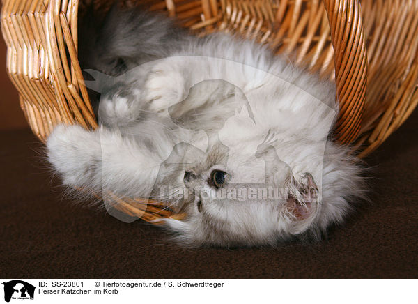 Perser Ktzchen im Korb / Persian kitten in basket / SS-23801
