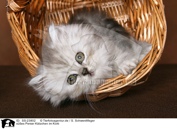 ses Perser Ktzchen im Korb / cute Persian kitten in basket / SS-23802