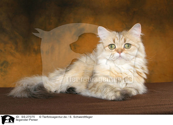 liegender Perser / lying Persian cat / SS-27075