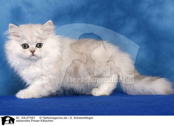 stehendes Perser Ktzchen / standing Persian kitten / SS-27083