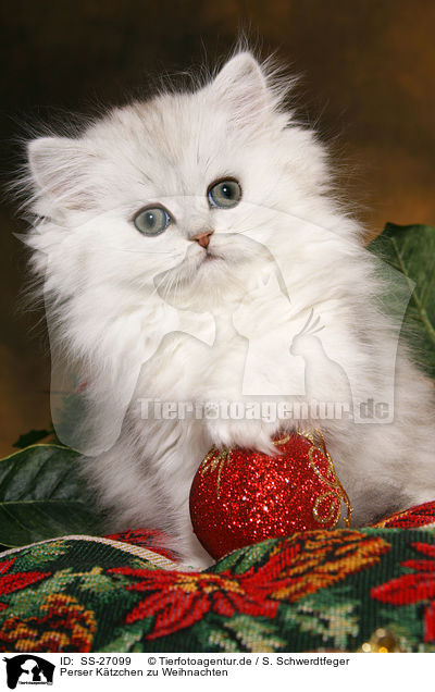 Perser Ktzchen zu Weihnachten / Persian kitten at christmas / SS-27099