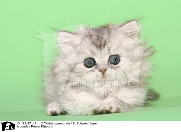 liegendes Perser Ktzchen / lying Persian kitten / SS-27142