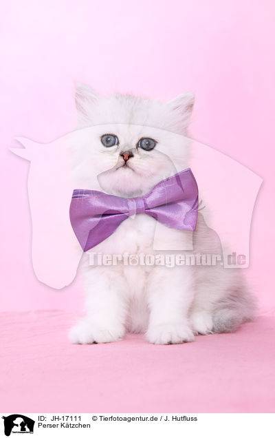 Perser Ktzchen / Persian kitten / JH-17111