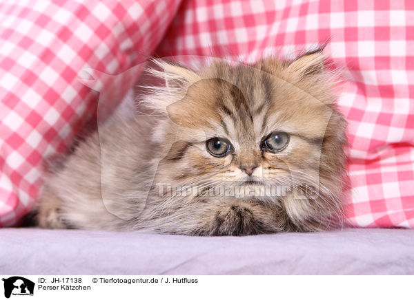 Perser Ktzchen / Persian kitten / JH-17138