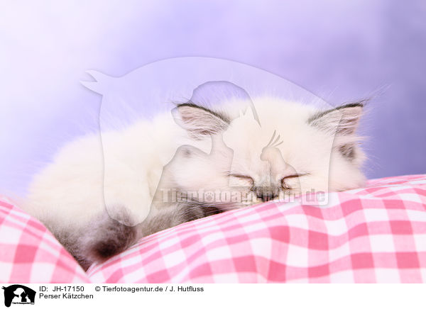 Perser Ktzchen / Persian kitten / JH-17150