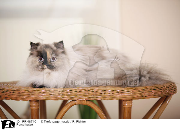 Perserkatze / persian cat / RR-48710