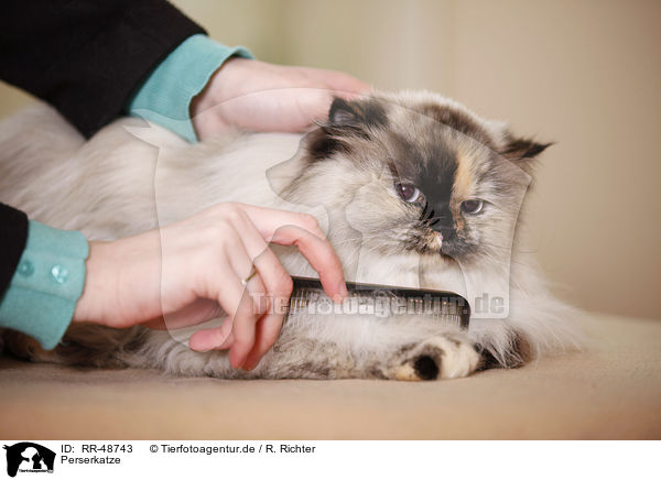 Perserkatze / persian cat / RR-48743